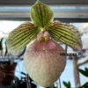 Paphiopedilum Fanaticum (malipoense x micranthum)