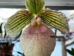 Paphiopedilum Fanaticum (malipoense x micranthum)