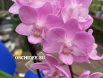 Phalaenopsis PHM 205 'Lieke'