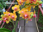 Phalaenopsis PHM 204 Lioulin Orange