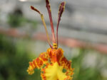 Psychopsis Mariposa