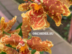 Oncidium Hybrid 22