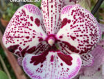Phalaenopsis PH 013/1 Big Lip