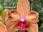 Phalaenopsis PH 111/1 Surfsong butterfly peloric