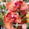 Phalaenopsis PH 267/1 Carrot Cake butterfly peloric