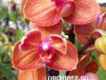 Phalaenopsis PH 267/1 Carrot Cake butterfly peloric