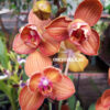 Phalaenopsis PH 267/1 Carrot Cake butterfly peloric — изображение 2