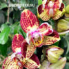 Phalaenopsis PH 395/1 Strawberry Cake butterfly peloric — изображение 2