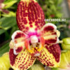 Phalaenopsis PH 395/1 Strawberry Cake butterfly peloric