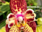 Phalaenopsis PH 395/1 Strawberry Cake butterfly peloric