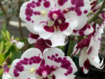 Phalaenopsis PH 396 Big Lip butterfly peloric
