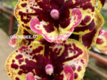 Phalaenopsis PH 397 Big Lip