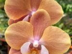 Phalaenopsis PH 398 Younghome Walle '06139'