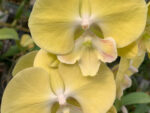 Phalaenopsis PH 399 Limoncello Big Lip