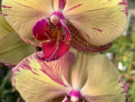 Phalaenopsis PH 400