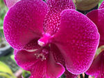 Phalaenopsis PH 401 Tying Shin Galaxy Big Lip