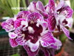 Phalaenopsis PHM 206 Lianher Happy Girl butterfly peloric