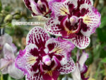 Phalaenopsis PHM 208  Lianher Happy Pearl butterfly peloric