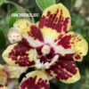 Phalaenopsis PHM 209/1 Orient Express butterfly peloric
