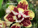 Phalaenopsis PHM 209/1 Orient Express butterfly peloric