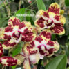 Phalaenopsis PHM 209/1 Orient Express butterfly peloric — изображение 2