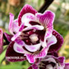 Phalaenopsis PHM 210/1 Lianher Happy Smile 3 lip butterfly peloric — изображение 2
