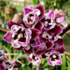 Phalaenopsis PHM 210/1 Lianher Happy Smile 3 lip butterfly peloric