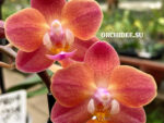 Phalaenopsis PHM 211 Dinan