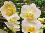 Phalaenopsis PHM 212 Yu Pin Brugundy
