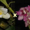 Bifrenaria tyrianthina