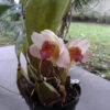 Bifrenaria tyrianthina — изображение 2