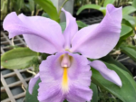 Cattleya Sea Breeze 'Blue Ribbon' HCC/AOS