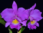 Cattleya violacea labio rojo x Blc. King of Taiwan Golden