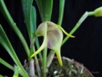 Masdevallia chasei
