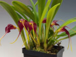 Masdevallia rolfeana