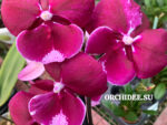 Phalaenopsis PH 402 Big Lip