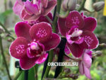Phalaenopsis PHM 213