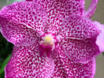 Vanda Spotty Pink