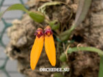 Bulbophyllum Retusiusculum