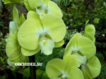 Phalaenopsis PH 405 Big Lip