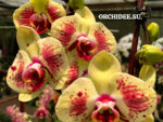 Phalaenopsis PH 406