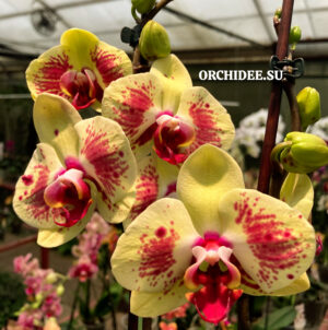 Phalaenopsis PH 406