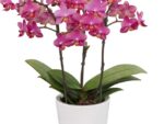Phalaenopsis PHM 214 Secret Fragrance