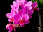 Phalaenopsis PHM 216 Pink Flamingo