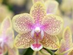 Phalaenopsis PHM 217 Cousteau