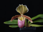 Paphiopedilum x aspersum