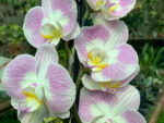 Phalaenopsis PH 407