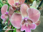 Phalaenopsis PH 408 Big Lip