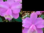 Cattleya loddigesii Trilabelo "Itape" x "Lambari"