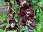 Phalaenopsis PHM 219 Black Jack